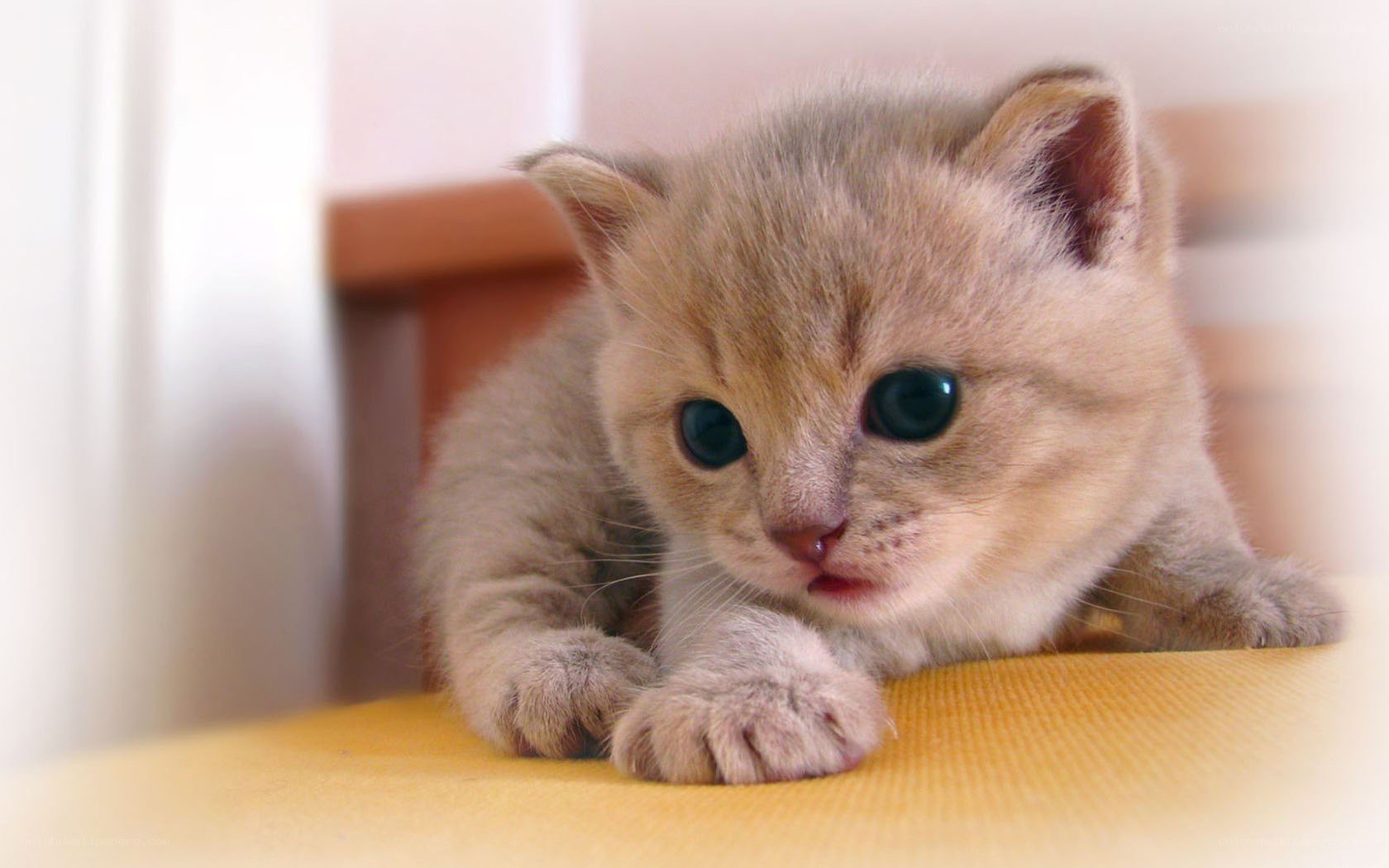 adorable kitten on yellow surface