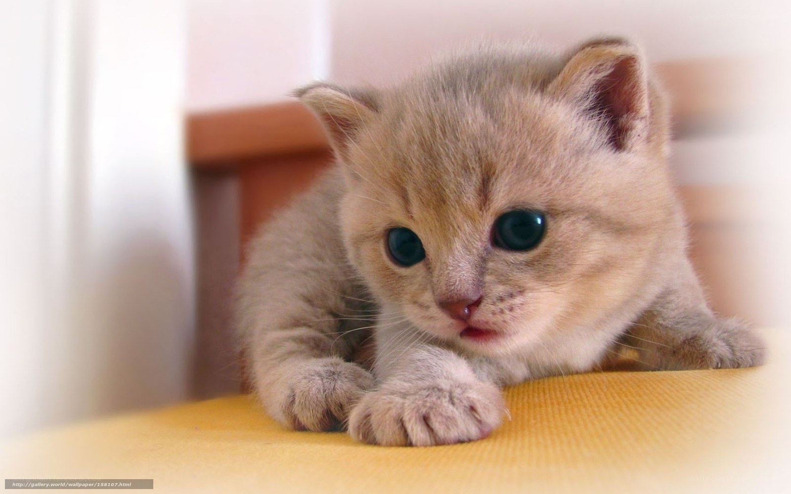adorable kitten on yellow surface