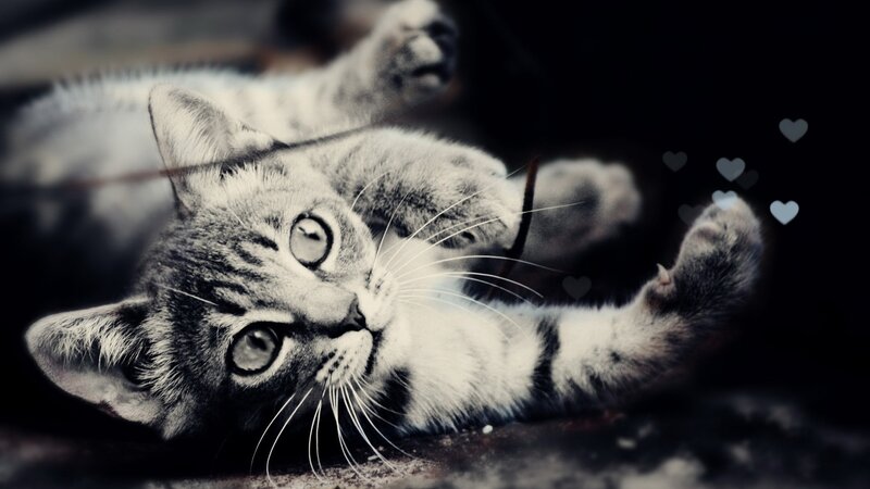adorable kitten playing