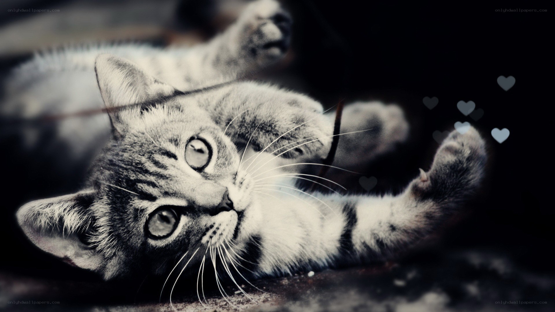 adorable kitten playing