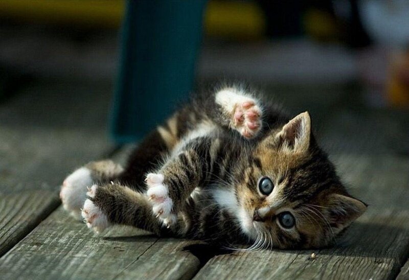 adorable kitten playing