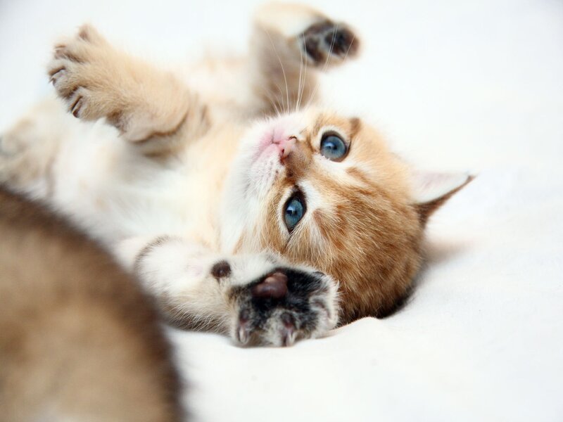 adorable kitten playing