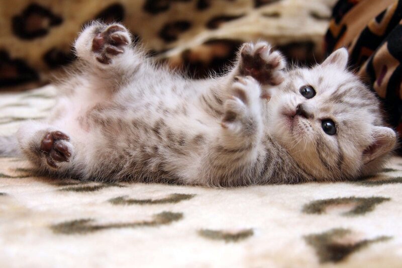 adorable kitten playing