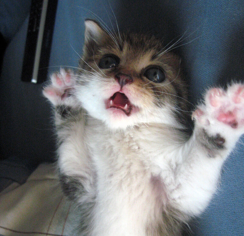 adorable kitten playing