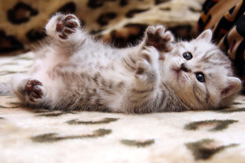 adorable kitten playing on back