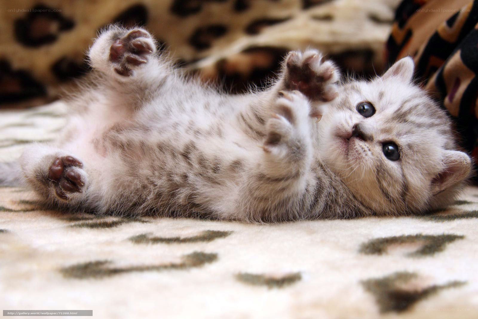 adorable kitten playing on back