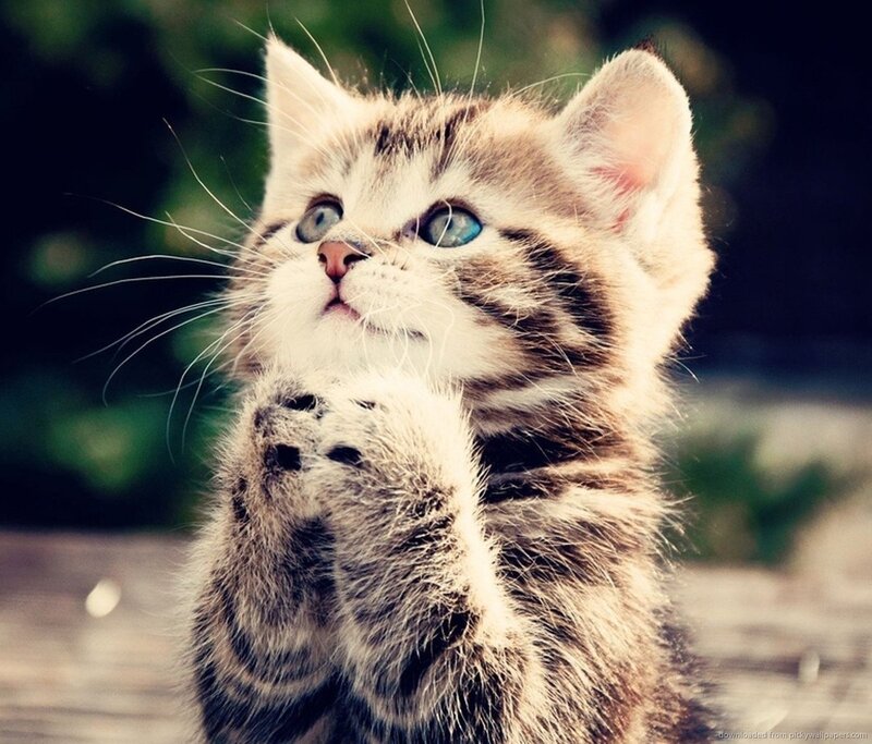 adorable kitten praying