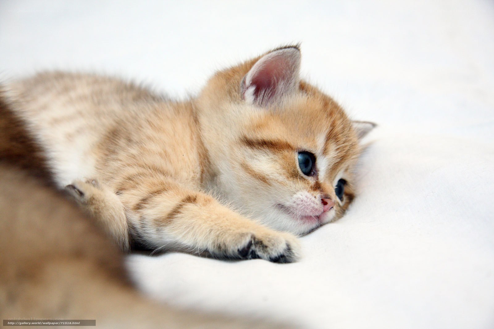 adorable kitten resting