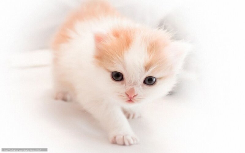 adorable kitten walking