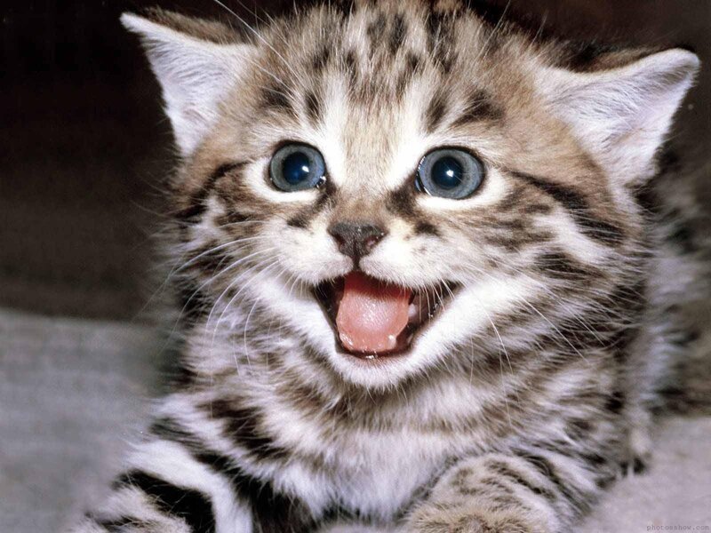 adorable kitten with big eyes