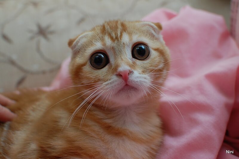 adorable kitten with big eyes