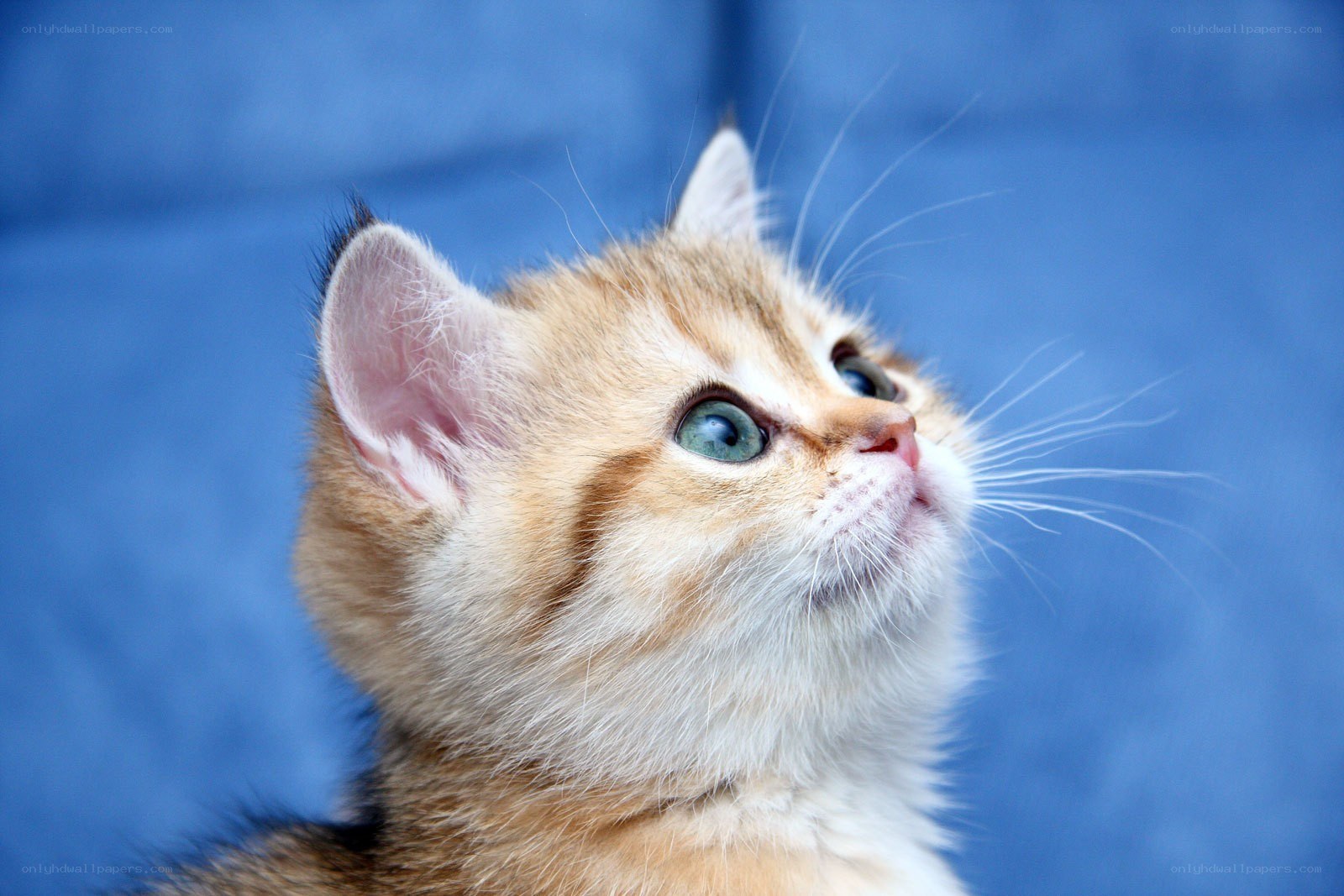 adorable kitten with blue eyes