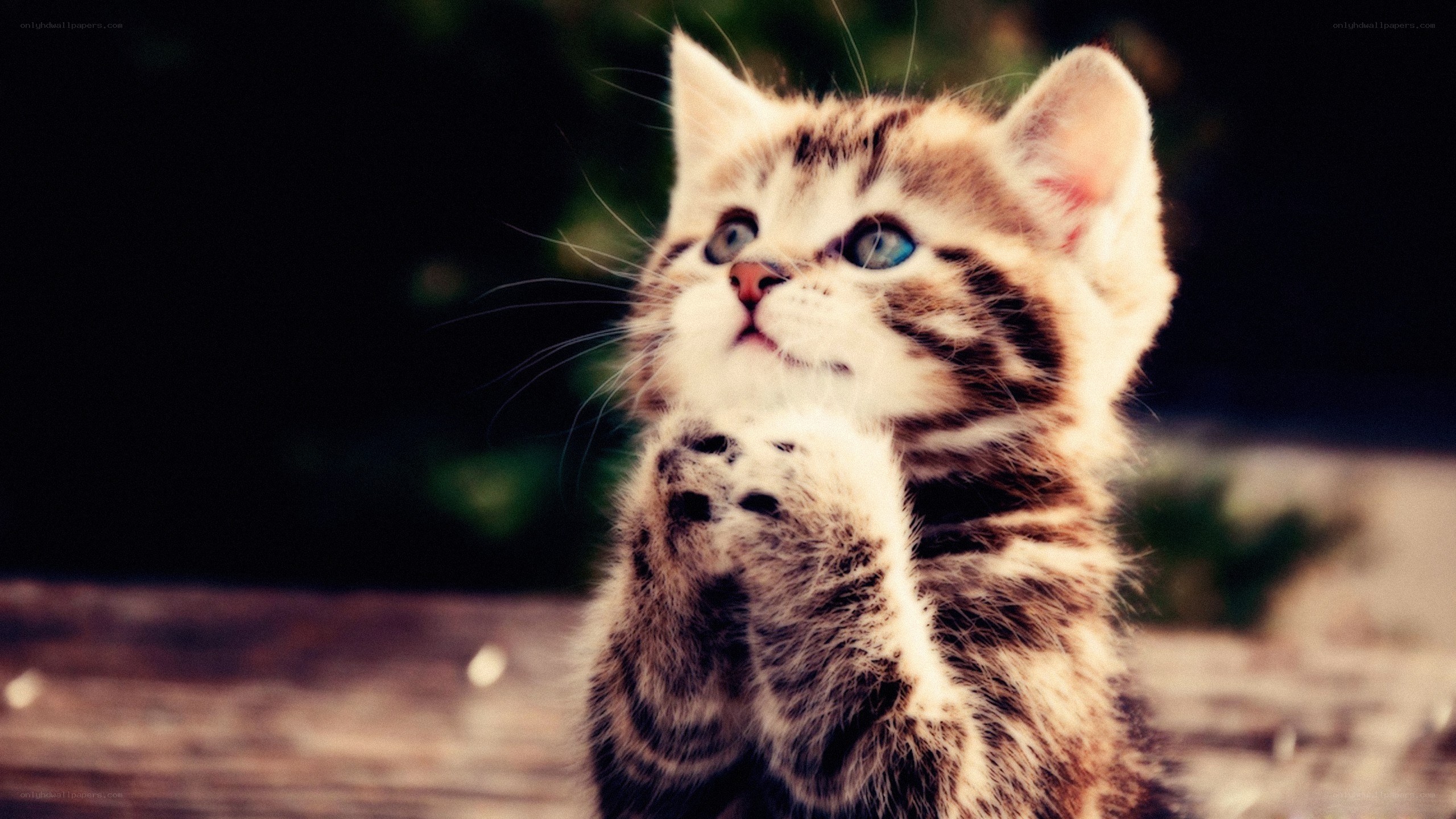 adorable kitten with blue eyes