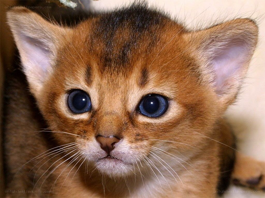 adorable kitten with blue eyes