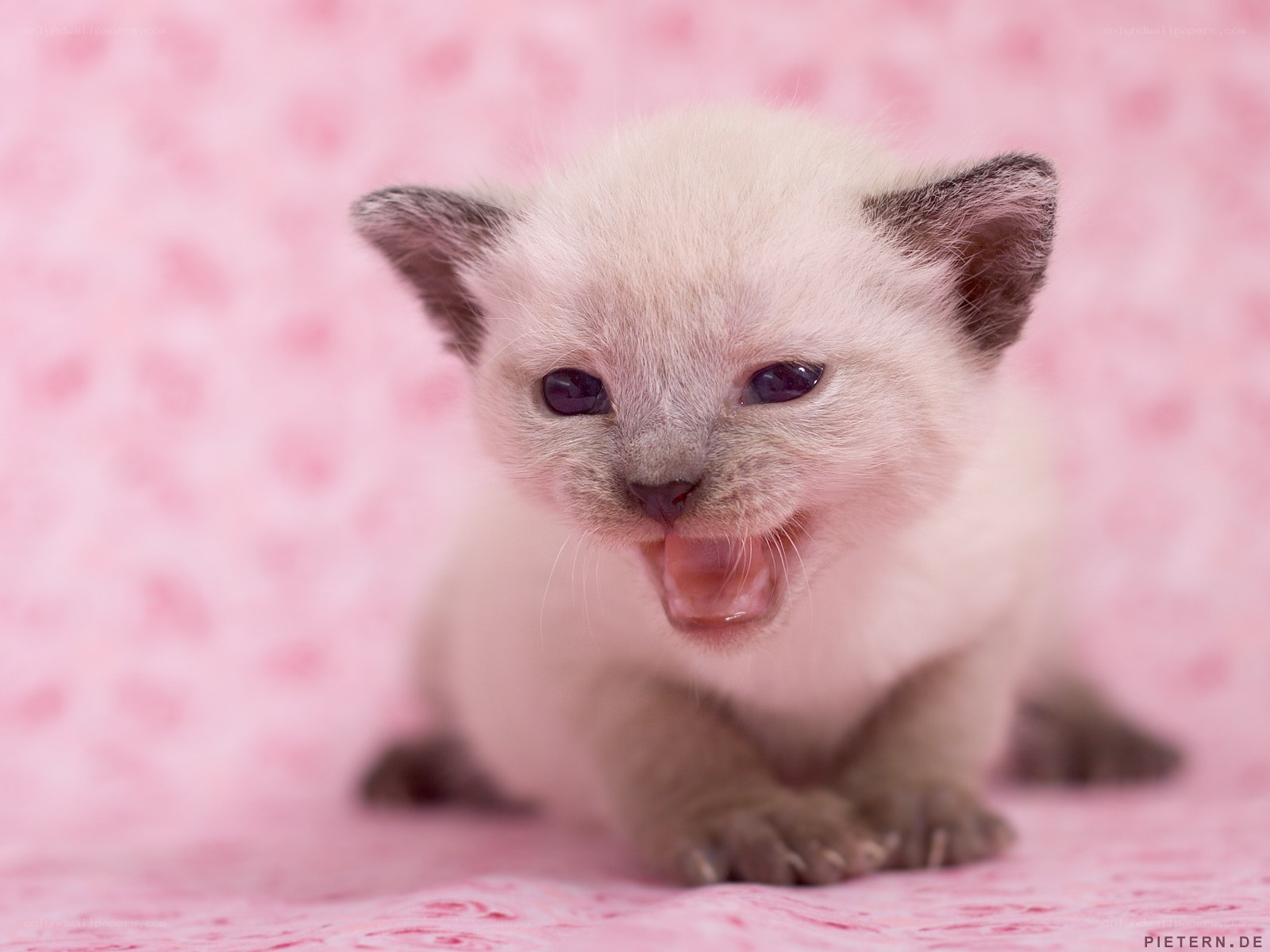 adorable kitten yawning