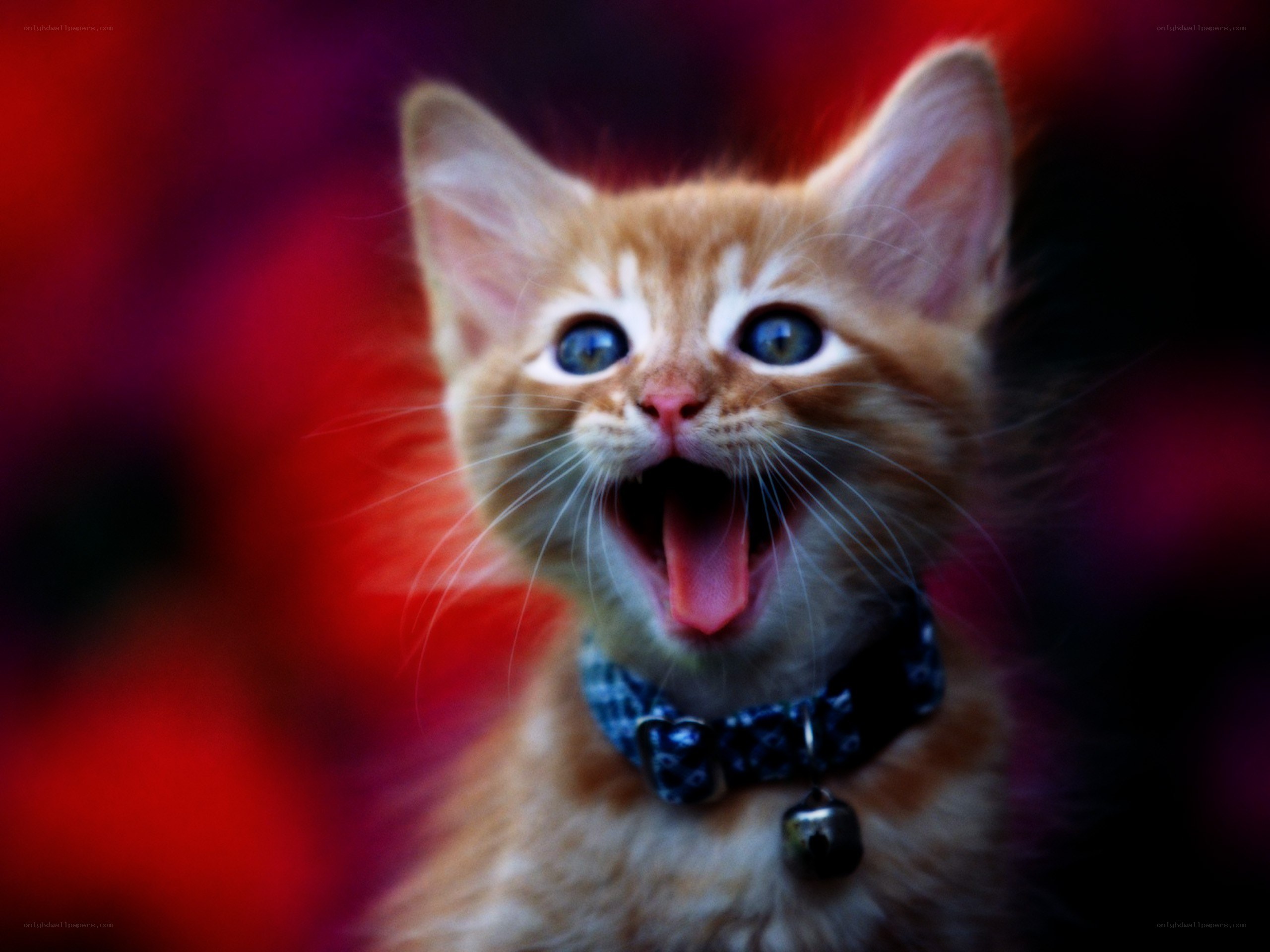 adorable kitten yawning