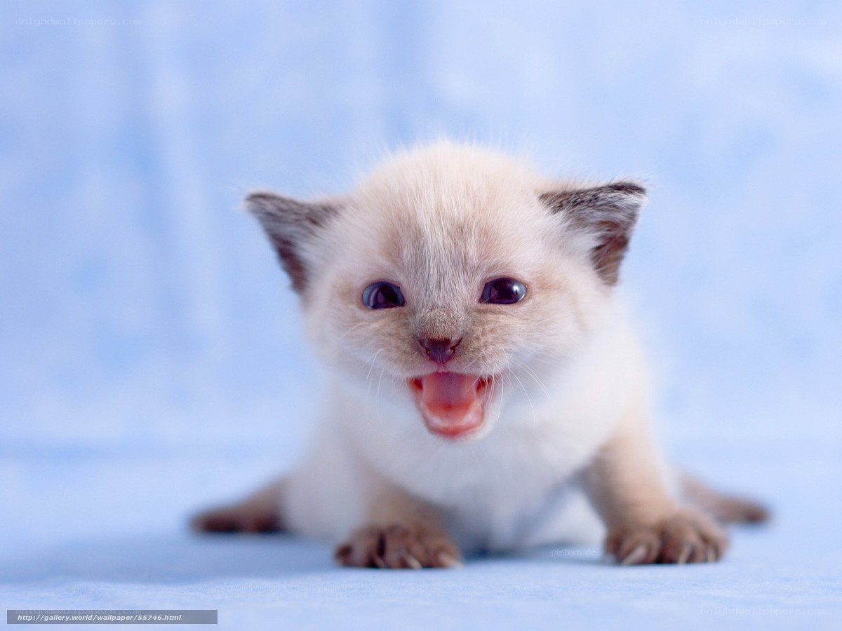 adorable kitten yawning