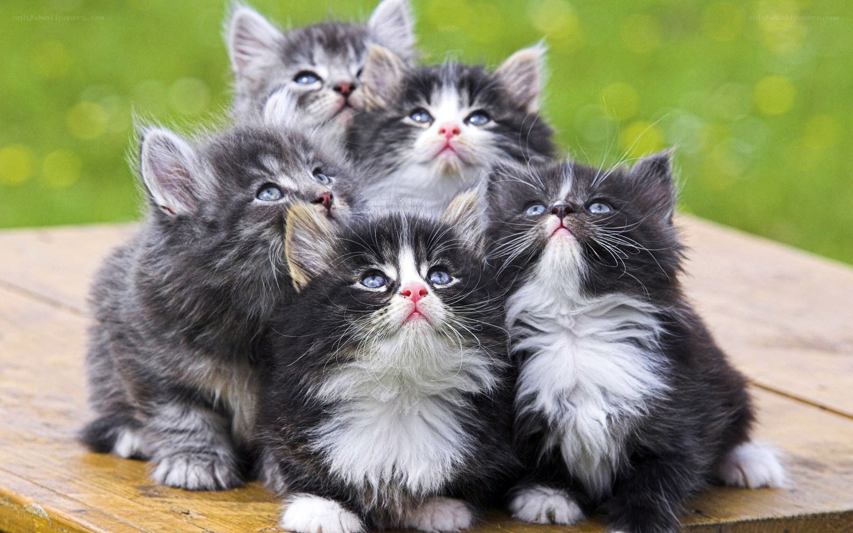 adorable kittens on a table