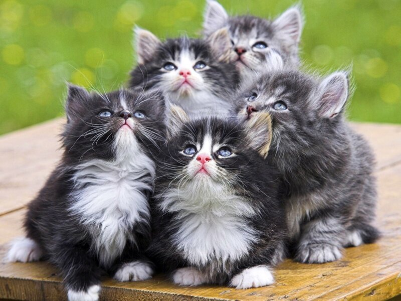 adorable kittens on a table