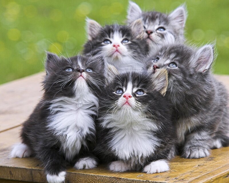 adorable kittens on a table