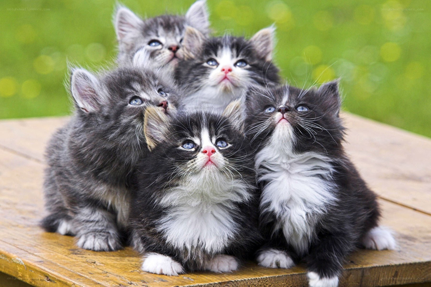 adorable kittens on a table