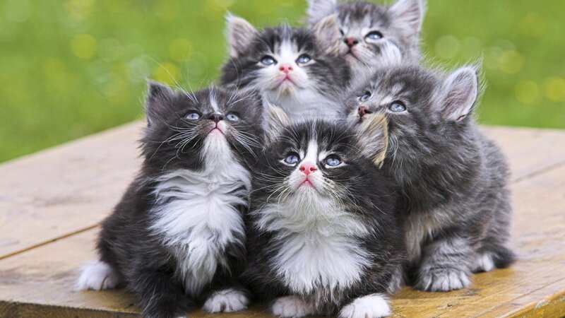 adorable kittens on wood