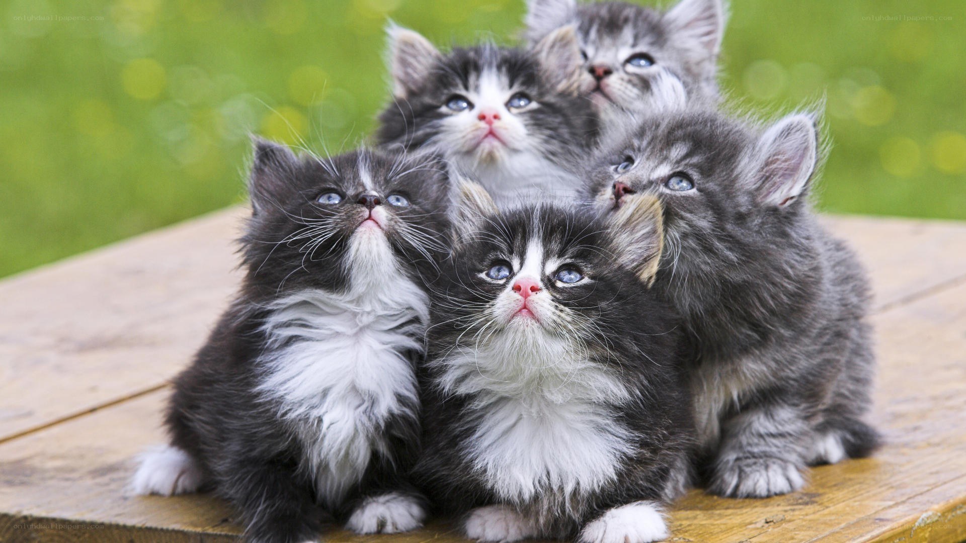 adorable kittens on wood