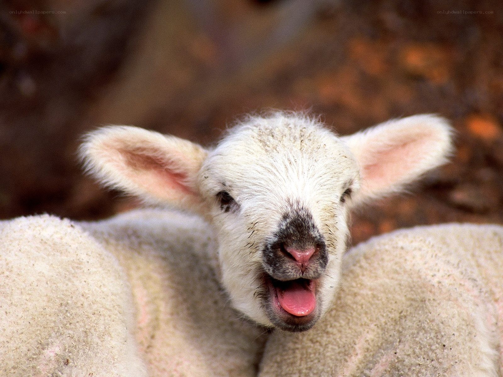 adorable lamb with open mouth