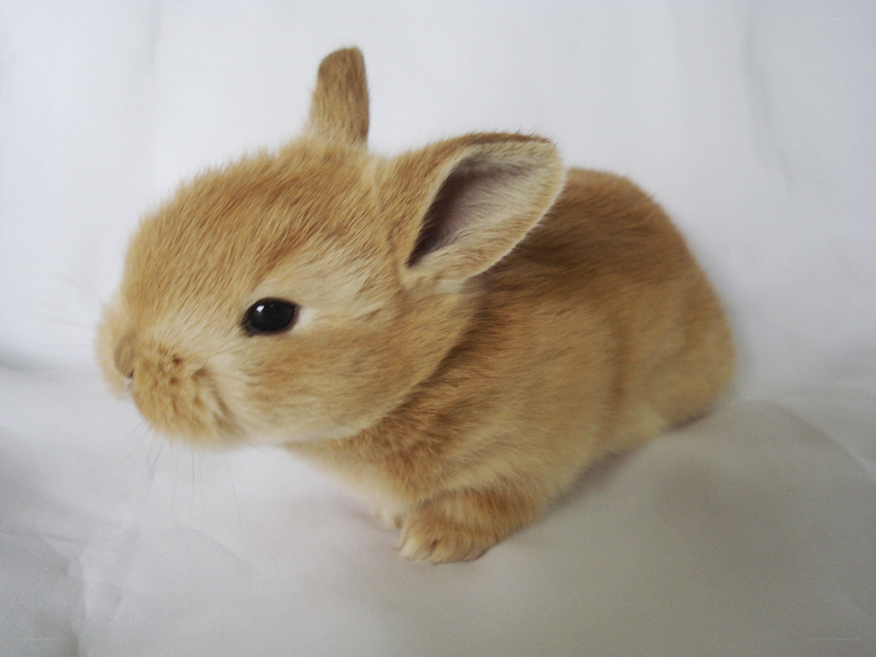 adorable light brown bunny
