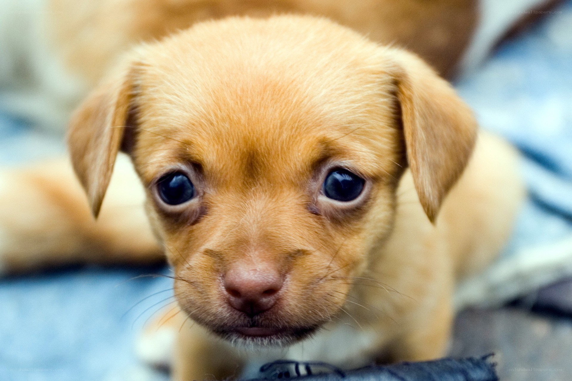 adorable light brown puppy