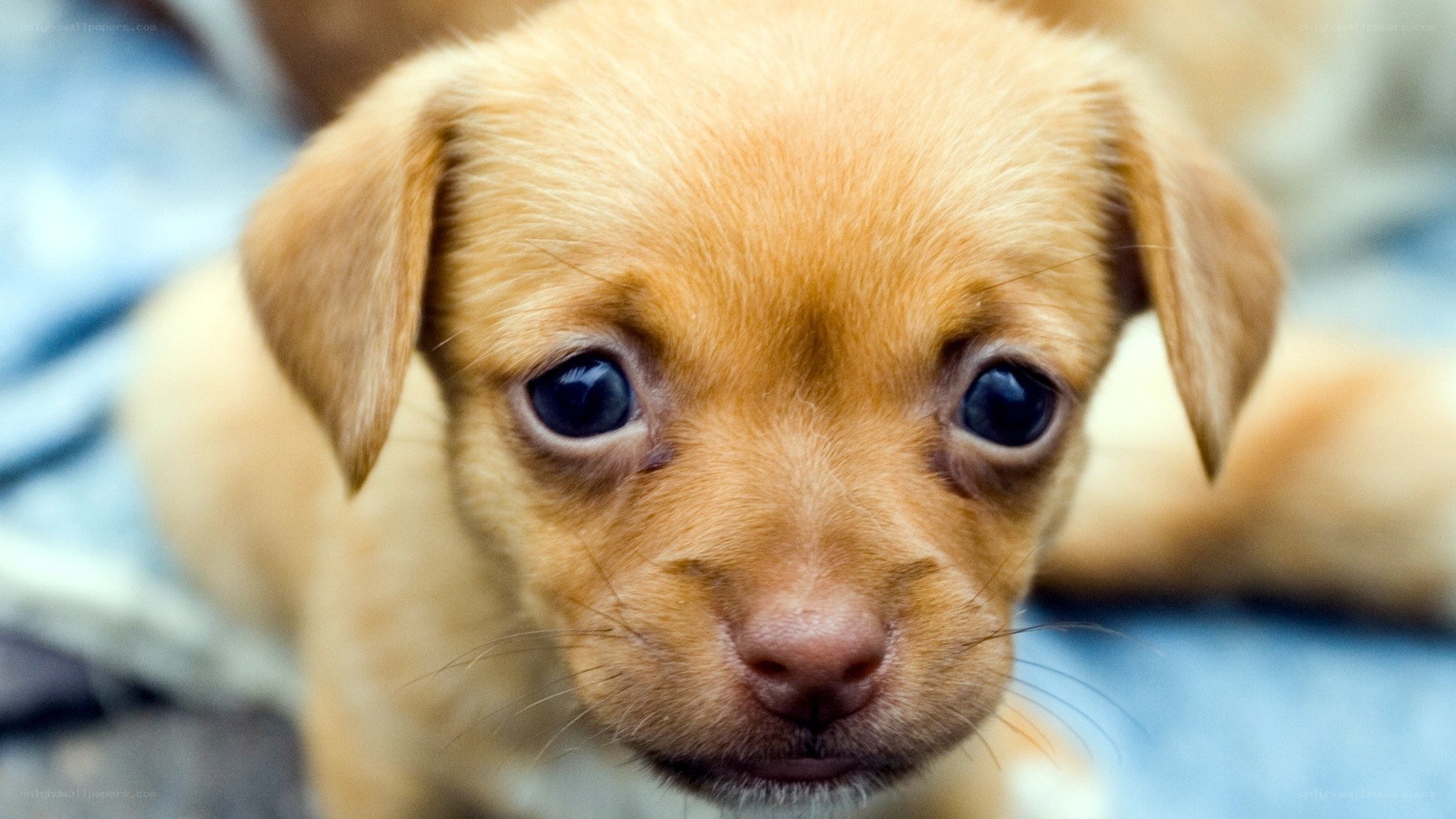 adorable light brown puppy