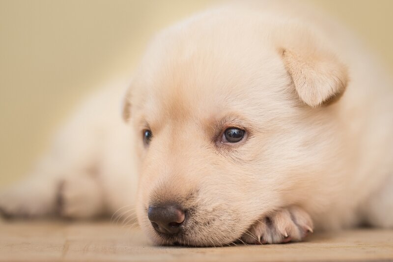 adorable light-colored puppy