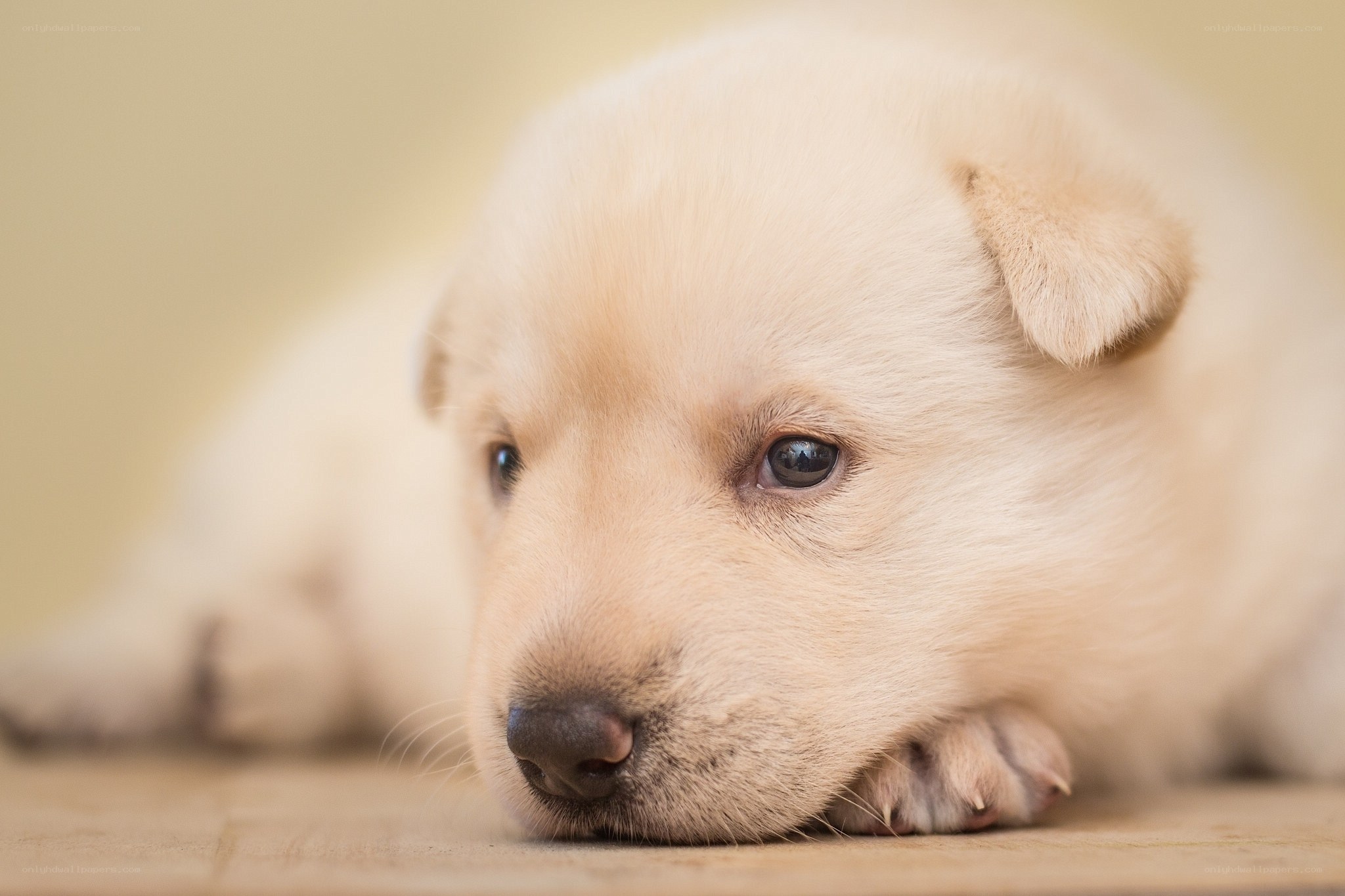 adorable light-colored puppy