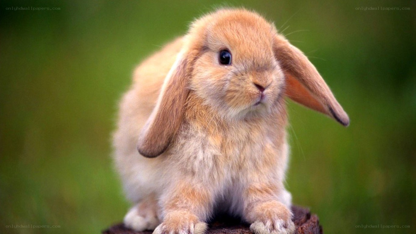 adorable lop-eared bunny