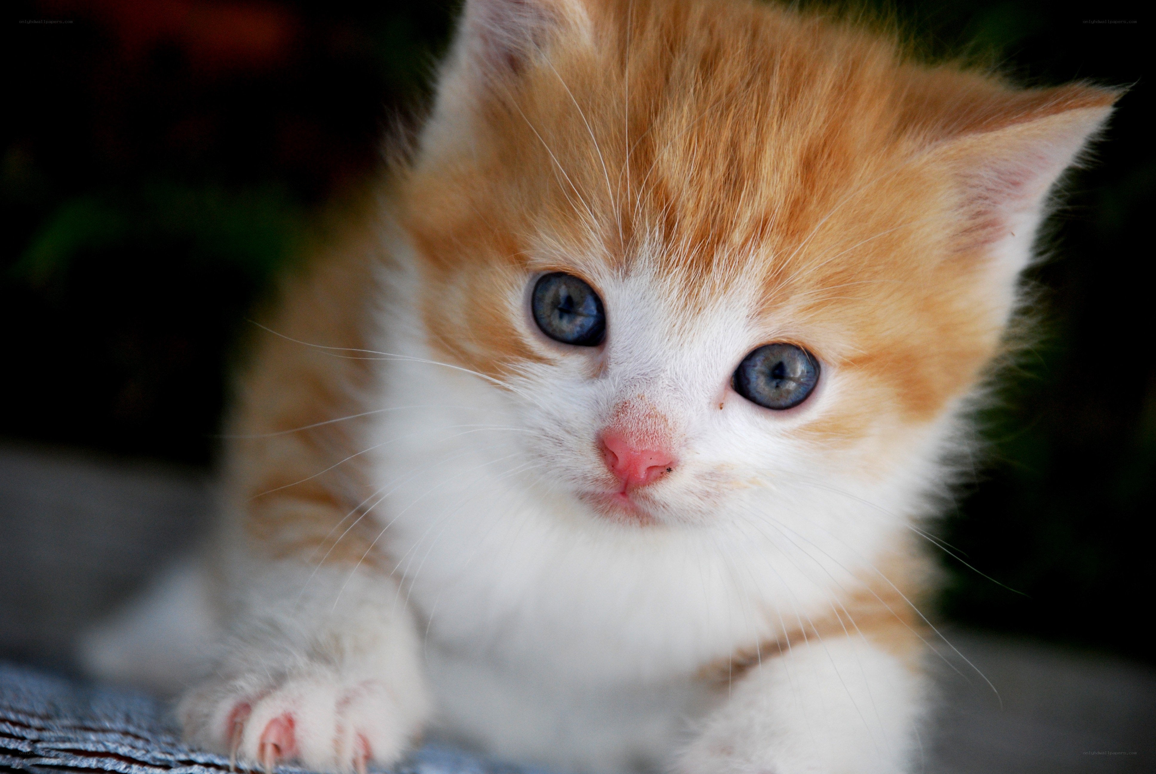 adorable orange and white kitten