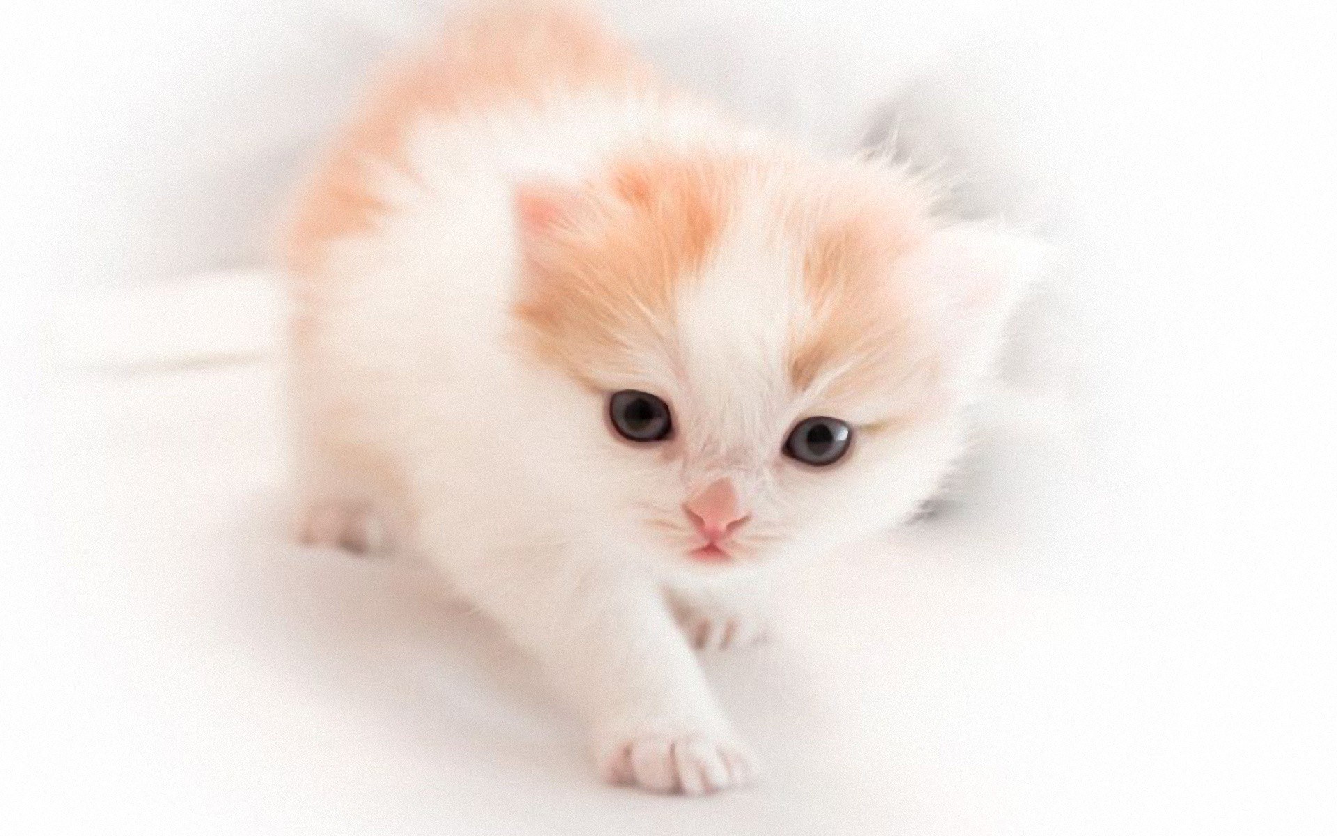 adorable orange and white kitten