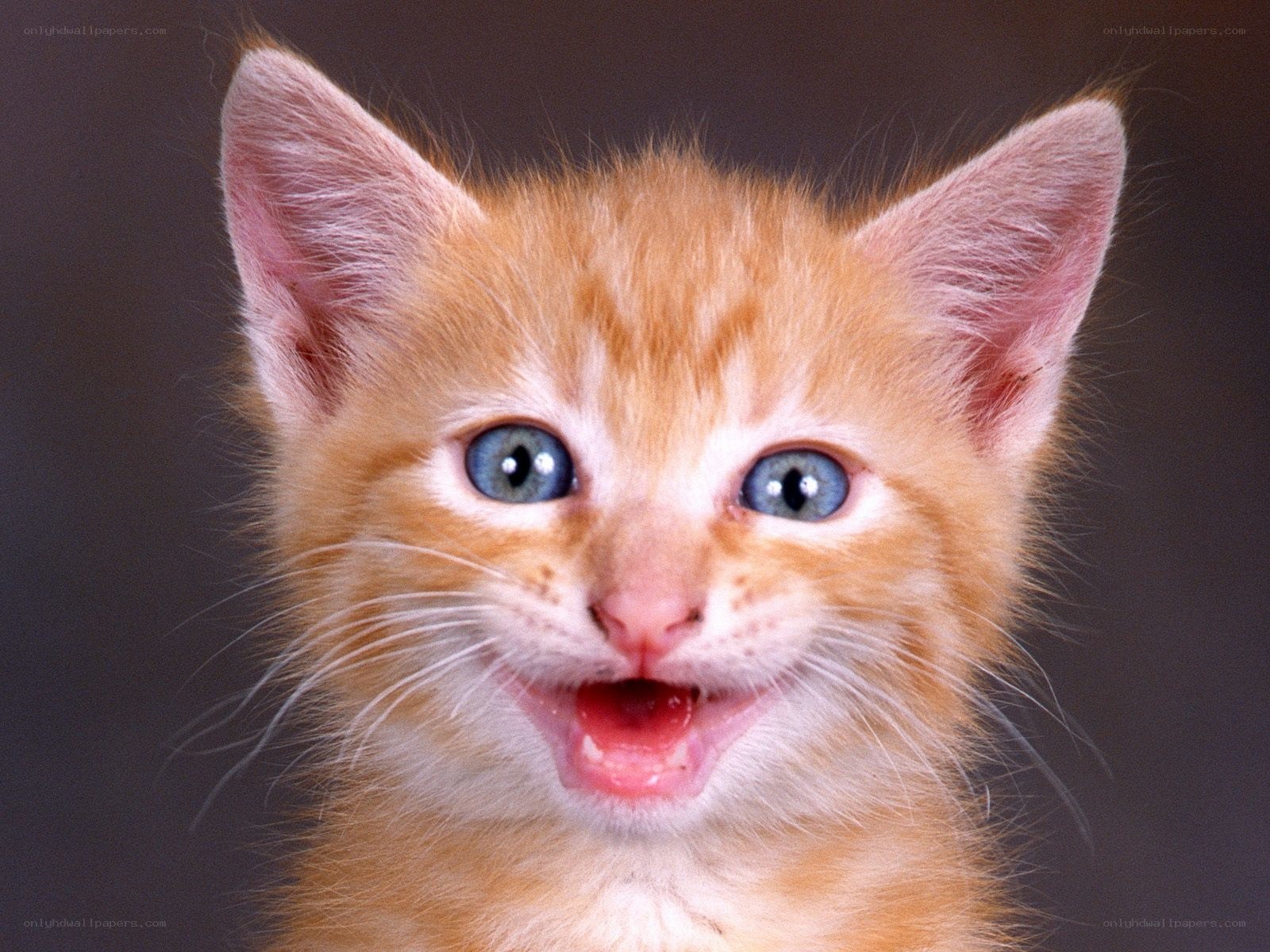 adorable orange kitten