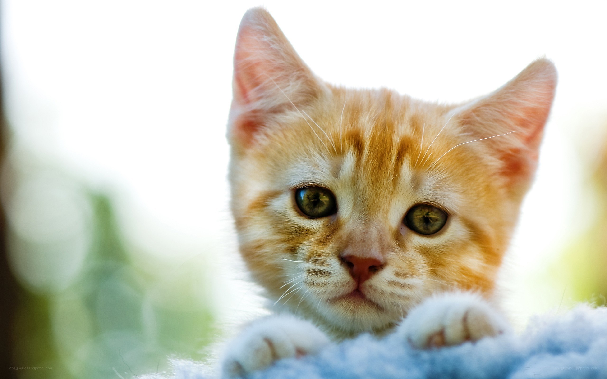 adorable orange kitten