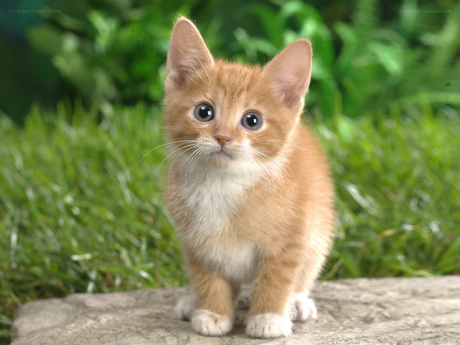 adorable orange kitten