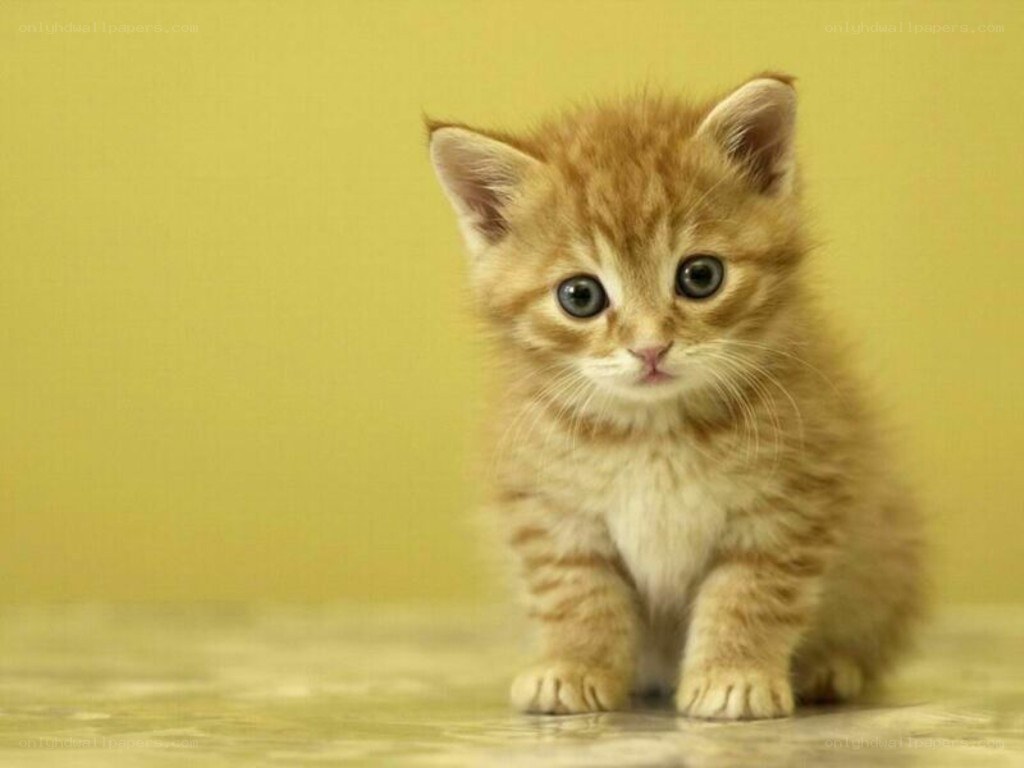 adorable orange kitten