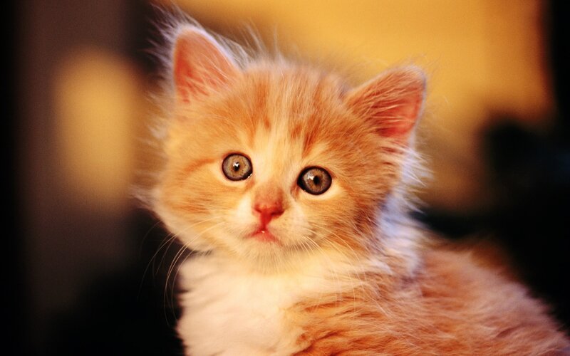 adorable orange kitten