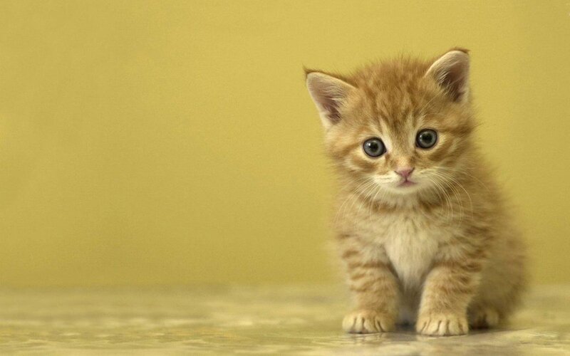 adorable orange kitten