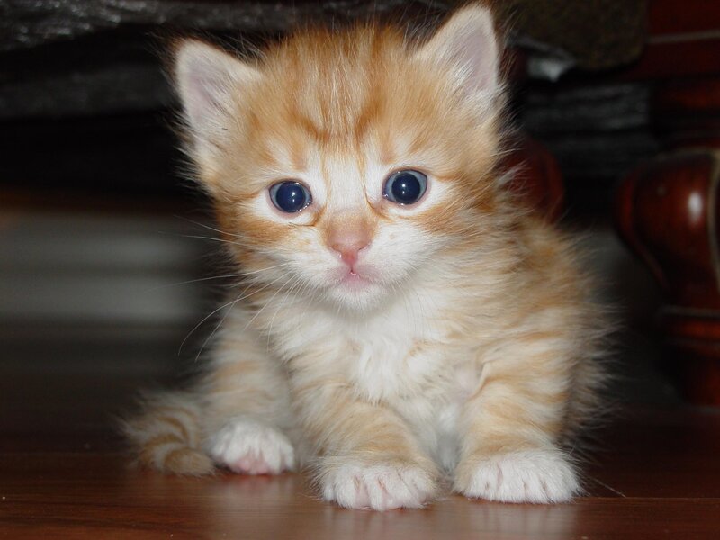 adorable orange kitten