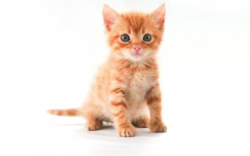 adorable orange kitten
