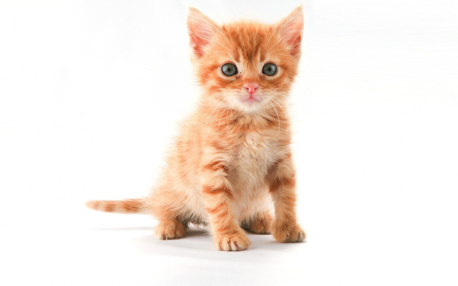 adorable orange kitten
