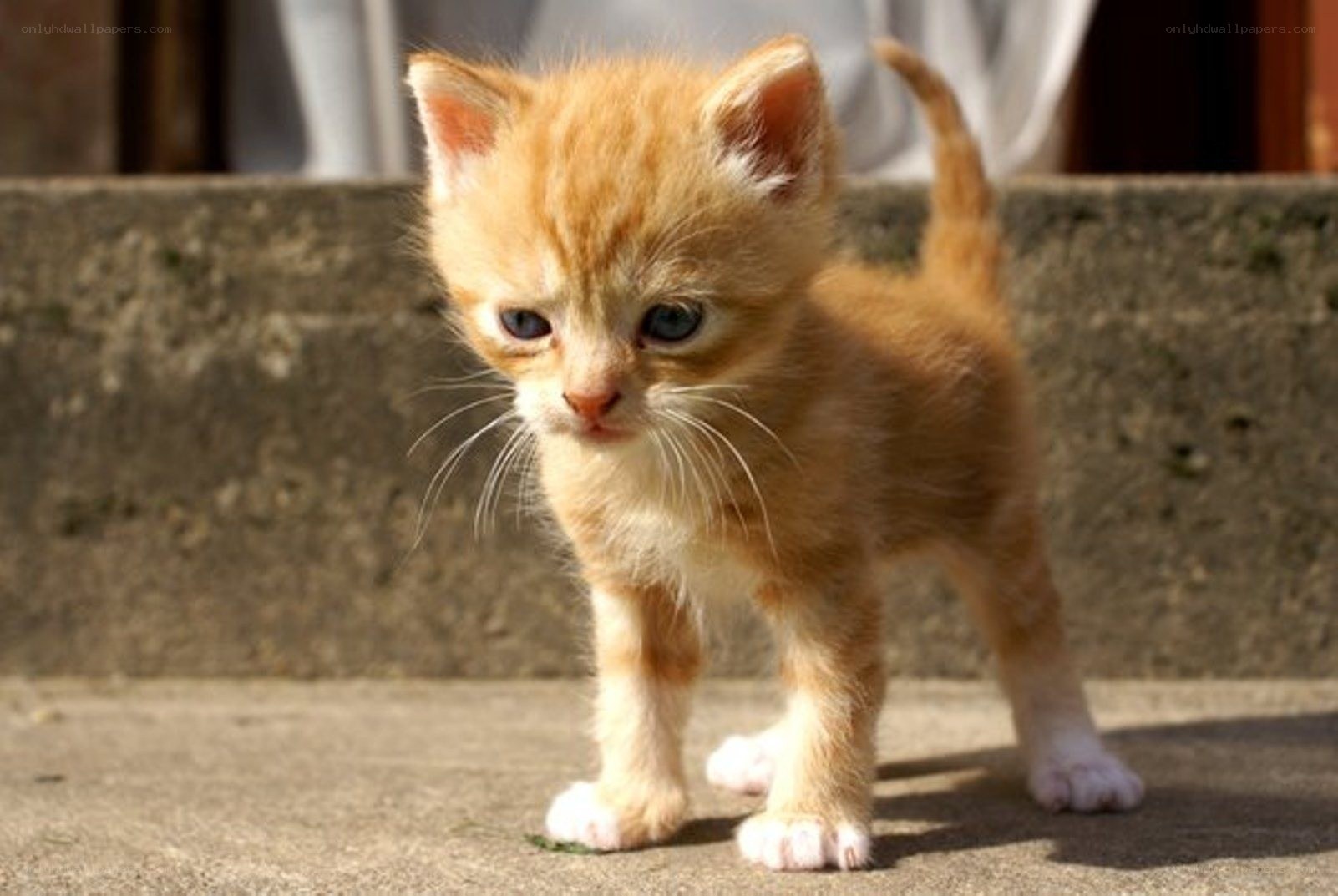 adorable orange kitten