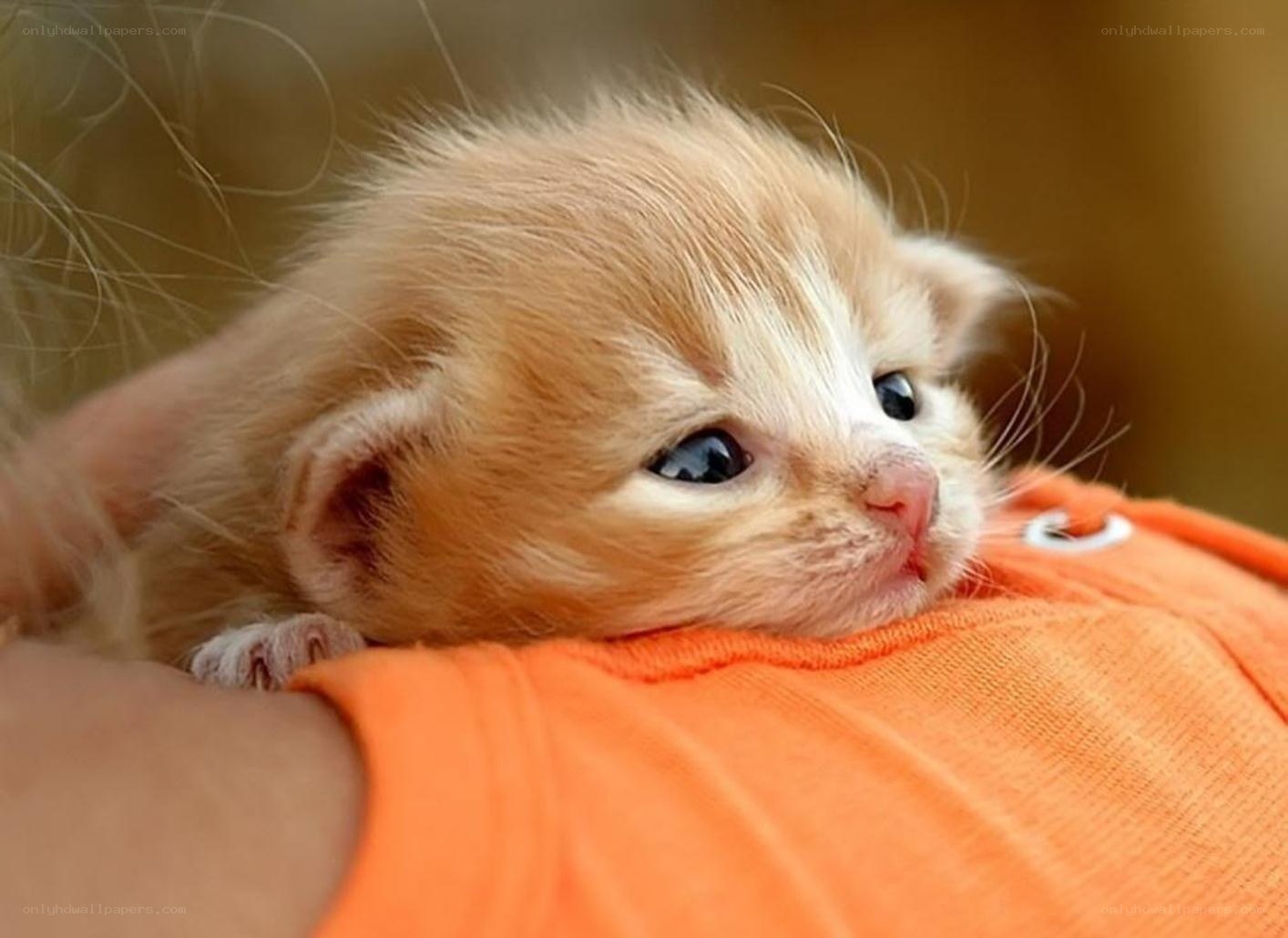 adorable orange kitten