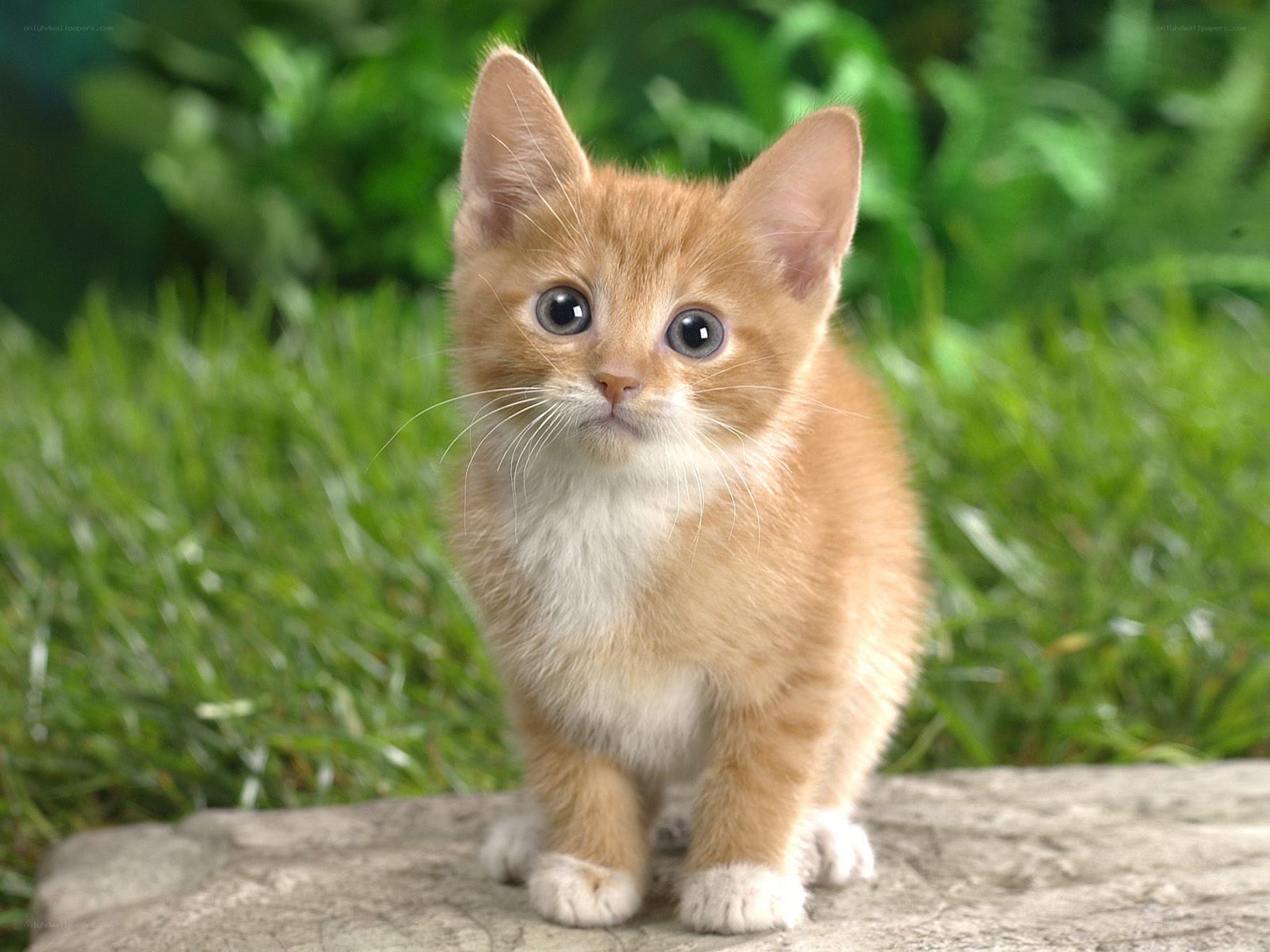 adorable orange kitten