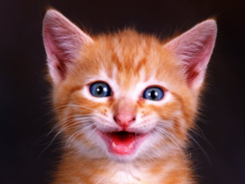 adorable orange kitten