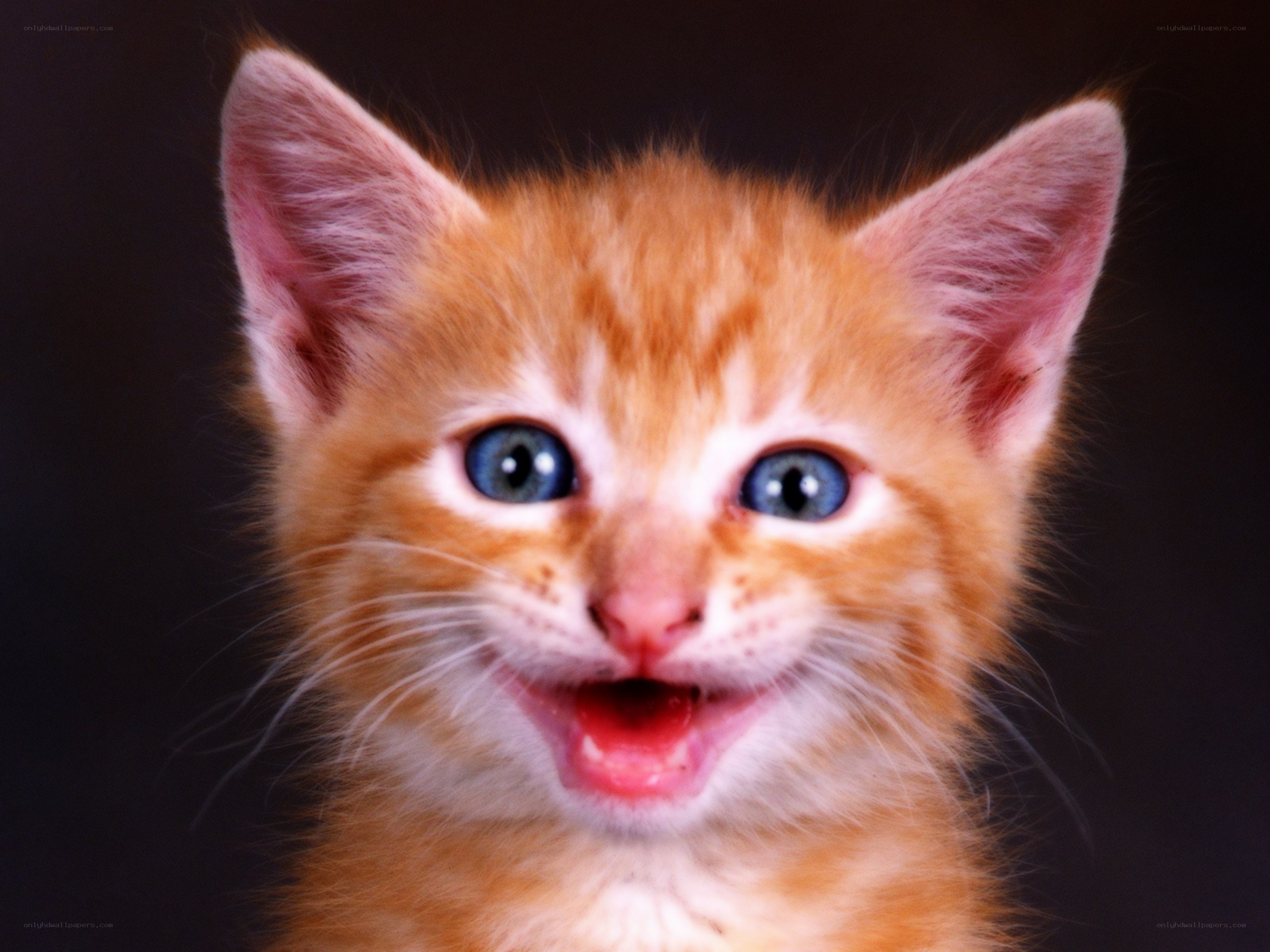 adorable orange kitten
